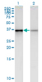 HPH2 / PHC2 Antibody - Western Blot analysis of PHC2 expression in transfected 293T cell line by PHC2 monoclonal antibody (M01), clone 1F4.Lane 1: PHC2 transfected lysate (Predicted MW: 35.8 KDa).Lane 2: Non-transfected lysate.