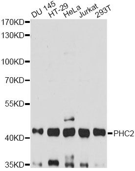 HPH2 / PHC2 Antibody - Western blot analysis of extracts of various cell lines, using PHC2 antibody at 1:3000 dilution. The secondary antibody used was an HRP Goat Anti-Rabbit IgG (H+L) at 1:10000 dilution. Lysates were loaded 25ug per lane and 3% nonfat dry milk in TBST was used for blocking. An ECL Kit was used for detection and the exposure time was 90s.
