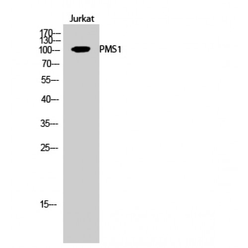 HPMS1 / PMS1 Antibody - Western blot of PMS1 antibody