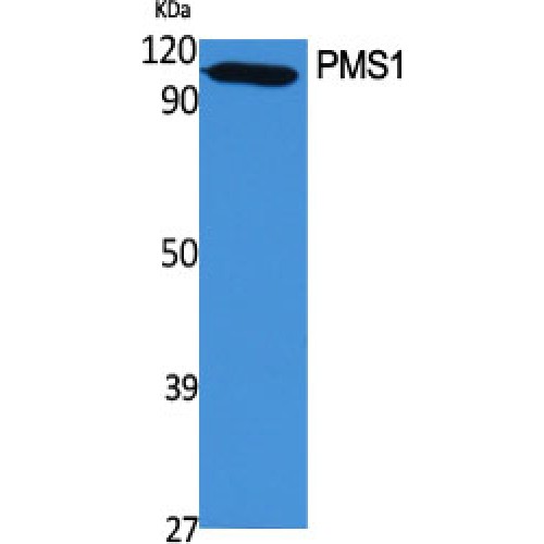 HPMS1 / PMS1 Antibody - Western blot of PMS1 antibody