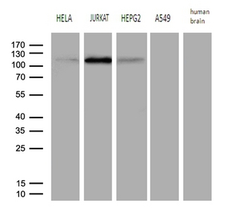 HPMS1 / PMS1 Antibody - Western blot analysis of extracts. (35ug) from 4 different cell lines and human brain tissue lysate by using anti-PMS1 monoclonal antibody. (1:500)