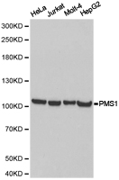HPMS1 / PMS1 Antibody - Western blot of extracts of various cell lines, using PMS1 antibody.