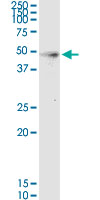 HPN / TMPRSS1 / Hepsin Antibody - HPN monoclonal antibody (M02), clone 2D5. Western Blot analysis of HPN expression in human liver.