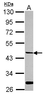 HPN / TMPRSS1 / Hepsin Antibody - Sample (30 ug of whole cell lysate) A: HeLa 10% SDS PAGE HPN / Hepsin antibody diluted at 1:2000