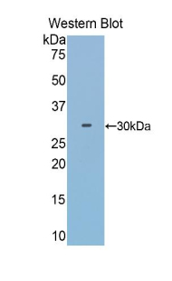 HPR Antibody - Western blot of recombinant HPR.  This image was taken for the unconjugated form of this product. Other forms have not been tested.