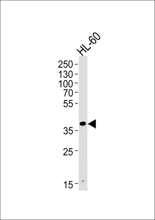 HPR Antibody - Western blot of lysate from HL-60 cell line, using HPR Antibody. Antibody was diluted at 1:1000 at each lane. A goat anti-rabbit IgG H&L (HRP) at 1:5000 dilution was used as the secondary antibody. Lysate at 35ug per lane.