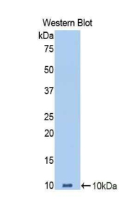 HPR Antibody - Western blot of recombinant HPR.  This image was taken for the unconjugated form of this product. Other forms have not been tested.