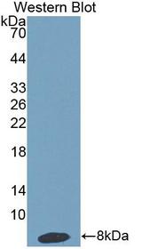 HPR Antibody - Western Blot; Sample: Recombinant protein.