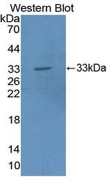 HPR Antibody - Western blot of HPR antibody.