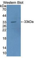 HPR Antibody - Western blot of HPR antibody.