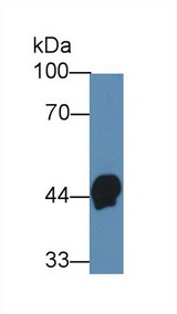 HPR Antibody - Western Blot; Sample: Human Serum; Primary Ab: 3µg/ml Mouse Anti-Human HPR Antibody Second Ab: 0.2µg/mL HRP-Linked Caprine Anti-Mouse IgG Polyclonal Antibody