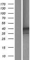 HPR Protein - Western validation with an anti-DDK antibody * L: Control HEK293 lysate R: Over-expression lysate