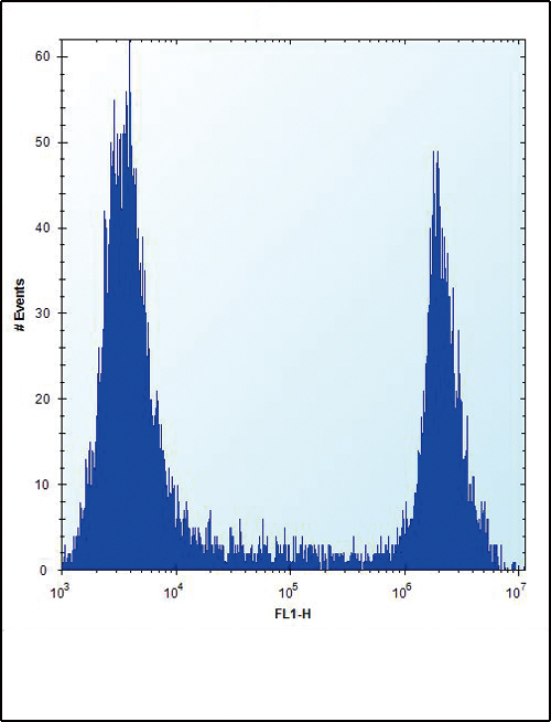 HPRT1 / HPRT Antibody - HPRT1 Antibody flow cytometry of 293 cells (right histogram) compared to a negative control cell (left histogram). FITC-conjugated goat-anti-rabbit secondary antibodies were used for the analysis.