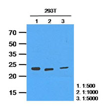 HPRT1 / HPRT Antibody
