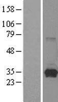 HPRT1 / HPRT Protein - Western validation with an anti-DDK antibody * L: Control HEK293 lysate R: Over-expression lysate