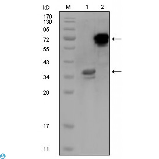 HPS / HPS1 Antibody - Western Blot (WB) analysis using HPS-1 Monoclonal Antibody against truncated HPS1 recombinant protein (1) and HPS1-hIgGFc transfected CHO-K1 cell lysate (2).