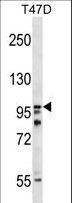 HPS3 Antibody - HPS3 Antibody western blot of T47D cell line lysates (35 ug/lane). The HPS3 antibody detected the HPS3 protein (arrow).