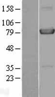 HPS4 Protein - Western validation with an anti-DDK antibody * L: Control HEK293 lysate R: Over-expression lysate