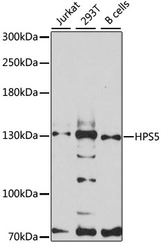 HPS5 Antibody - Western blot analysis of extracts of various cell lines, using HPS5 antibody at 1:3000 dilution. The secondary antibody used was an HRP Goat Anti-Rabbit IgG (H+L) at 1:10000 dilution. Lysates were loaded 25ug per lane and 3% nonfat dry milk in TBST was used for blocking. An ECL Kit was used for detection and the exposure time was 90s.