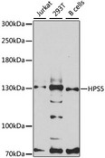 HPS5 Antibody - Western blot analysis of extracts of various cell lines, using HPS5 antibody at 1:3000 dilution. The secondary antibody used was an HRP Goat Anti-Rabbit IgG (H+L) at 1:10000 dilution. Lysates were loaded 25ug per lane and 3% nonfat dry milk in TBST was used for blocking. An ECL Kit was used for detection and the exposure time was 90s.