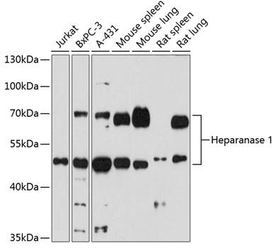HPSE / Heparanase Antibody - Western blot analysis of extracts of various cells using Heparanase 1 Polyclonal Antibody at dilution of 1:1000.