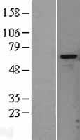 HPSE / Heparanase Protein - Western validation with an anti-DDK antibody * L: Control HEK293 lysate R: Over-expression lysate
