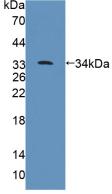 HPTPB / PTPRB Antibody - Western Blot; Sample: Recombinant PTPRB, Rat.