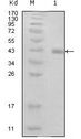 HPV E7 Antibody - Western blot of E7 mouse mAb against truncated GST-E7 recombinant protein (1).
