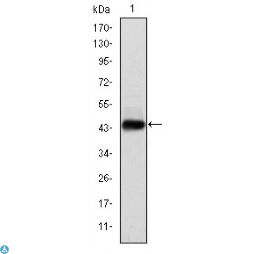 HPV11 E7 Antibody - Western Blot (WB) analysis using E7 Monoclonal Antibody against recombinant protein.
