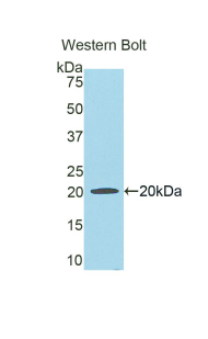 HPX / Hemopexin Antibody - Western blot of recombinant HPX / Hemopexin.  This image was taken for the unconjugated form of this product. Other forms have not been tested.