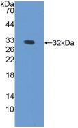 HPX / Hemopexin Antibody - Western Blot; Sample: Recombinant HPX, Rat.