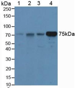 HPX / Hemopexin Antibody - Western Blot; Sample: Lane1: Rat Liver Tissue; Lane2: Rat Lung Tissue; Lane3: Rat Placenta Tissue; Lane4: Rat Serum.