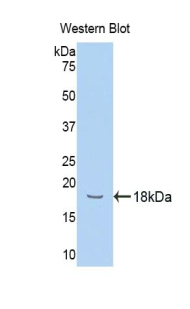 HPX / Hemopexin Antibody - Western blot of recombinant HPX / Hemopexin.  This image was taken for the unconjugated form of this product. Other forms have not been tested.