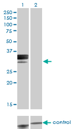 HPX / Hemopexin Antibody - Western blot analysis of HPX over-expressed 293 cell line, cotransfected with HPX Validated Chimera RNAi (Lane 2) or non-transfected control (Lane 1). Blot probed with HPX monoclonal antibody (M01), clone 3A9-1A9 . GAPDH ( 36.1 kDa ) used as specificity and loading control.