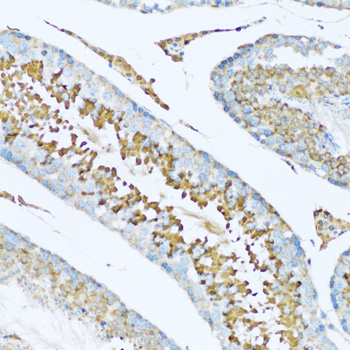 HPX / Hemopexin Antibody - Immunohistochemistry of paraffin-embedded rat testis tissue.