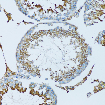 HPX / Hemopexin Antibody - Immunohistochemistry of paraffin-embedded mouse testis tissue.