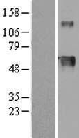 HPX / Hemopexin Protein - Western validation with an anti-DDK antibody * L: Control HEK293 lysate R: Over-expression lysate