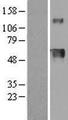 HPX / Hemopexin Protein - Western validation with an anti-DDK antibody * L: Control HEK293 lysate R: Over-expression lysate