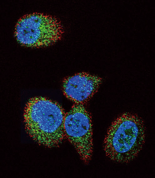 HRAS / H-Ras Antibody - Confocal immunofluorescence of HRAS Antibody with MCF-7 cell followed by Alexa Fluor 488-conjugated goat anti-rabbit lgG (green). Actin filaments have been labeled with Alexa Fluor 555 phalloidin (red). DAPI was used to stain the cell nuclear (blue).