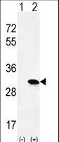 HRAS / H-Ras Antibody - Western blot of HRAS (arrow) using rabbit polyclonal HRAS Antibody. 293 cell lysates (2 ug/lane) either nontransfected (Lane 1) or transiently transfected (Lane 2) with the HRAS gene.