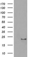 HRAS / H-Ras Antibody - HEK293T cells were transfected with the pCMV6-ENTRY control (Left lane) or pCMV6-ENTRY HRAS (Right lane) cDNA for 48 hrs and lysed. Equivalent amounts of cell lysates (5 ug per lane) were separated by SDS-PAGE and immunoblotted with anti-HRAS.