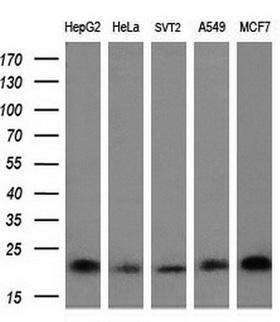 HRAS / H-Ras Antibody - Western blot of extracts (10ug) from 5 different cell lines by using anti-HRAS monoclonal antibody at 1:200 dilution.