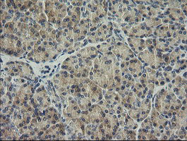 HRAS / H-Ras Antibody - IHC of paraffin-embedded Human pancreas tissue using anti-HRAS mouse monoclonal antibody.