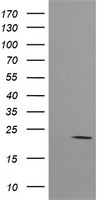 HRAS / H-Ras Antibody - HEK293T cells were transfected with the pCMV6-ENTRY control (Left lane) or pCMV6-ENTRY HRAS (Right lane) cDNA for 48 hrs and lysed. Equivalent amounts of cell lysates (5 ug per lane) were separated by SDS-PAGE and immunoblotted with anti-HRAS.