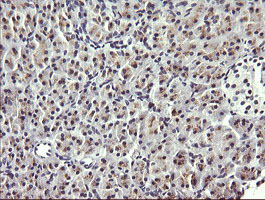 HRAS / H-Ras Antibody - IHC of paraffin-embedded Human pancreas tissue using anti-HRAS mouse monoclonal antibody.