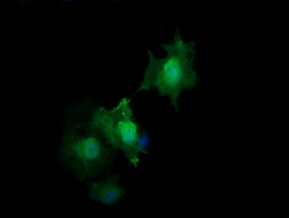HRAS / H-Ras Antibody - Anti-HRAS mouse monoclonal antibody immunofluorescent staining of COS7 cells transiently transfected by pCMV6-ENTRY HRAS.