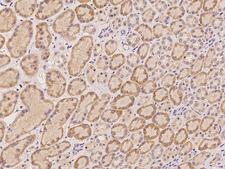 HRASLS1 / HRASLS Antibody - Immunochemical staining of human HRASLS in human kidney with rabbit polyclonal antibody at 1:100 dilution, formalin-fixed paraffin embedded sections.
