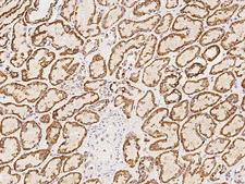 HRASLS2 Antibody - Immunochemical staining of human HRASLS2 in human kidney with rabbit polyclonal antibody at 1:500 dilution, formalin-fixed paraffin embedded sections.