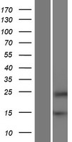 HRCT1 Protein - Western validation with an anti-DDK antibody * L: Control HEK293 lysate R: Over-expression lysate
