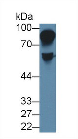 HRG Antibody - Western Blot; Sample: Rat Serum; Primary Ab: 1µg/ml Rabbit Anti-Rat HRG Antibody Second Ab: 0.2µg/mL HRP-Linked Caprine Anti-Rabbit IgG Polyclonal Antibody